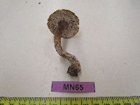 Tricholoma squarrulosum image