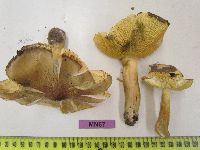 Tricholoma equestre image