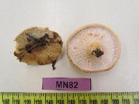 Lactarius pubescens image