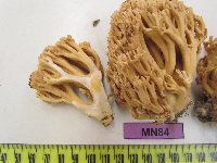 Ramaria flavobrunnescens image