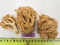 Ramaria flavobrunnescens image