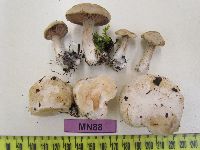 Entoloma abortivum image