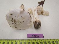 Tricholoma columbetta image