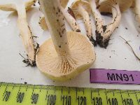 Hygrophorus eburneus image