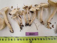 Hygrophorus eburneus image