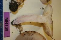 Lactarius pseudouvidus image