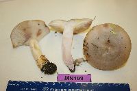 Lactarius pseudouvidus image