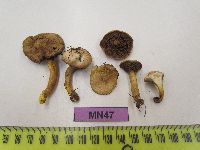 Suillus grisellus image