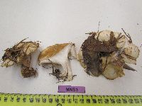 Leucopaxillus tricolor image