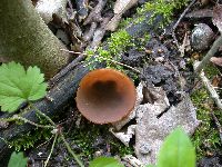 Peziza phyllogena image