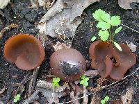 Peziza phyllogena image