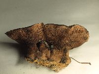 Hydnellum spongiosipes image