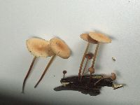 Mycetinis scorodonius image