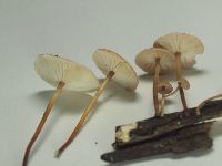 Mycetinis scorodonius image