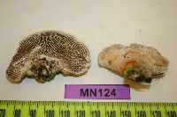 Lenzites betulinus image