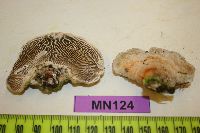 Lenzites betulinus image