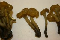 Coryne atrovirens image