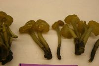 Coryne atrovirens image