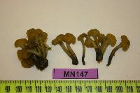 Coryne atrovirens image