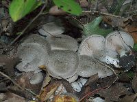 Entoloma abortivum image