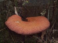 thumbnail image of current specimen