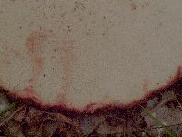 thumbnail image of current specimen