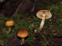 Galerina marginata image