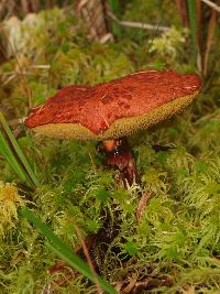Suillus spectabilis image