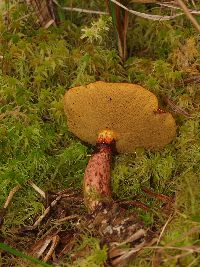 Suillus spectabilis image