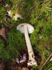 Amanita fulva image