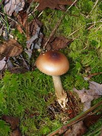 Amanita fulva image
