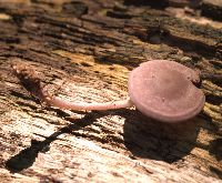 Baeospora myriadophylla image