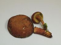 Boletus chrysenteron image
