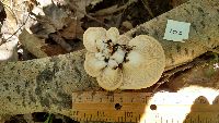 Pleurotus populinus image