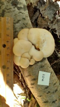 Pleurotus populinus image