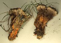 Hydnellum caeruleum image