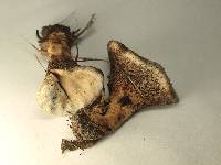 Hydnellum caeruleum image