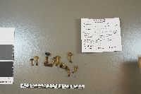 Leotia lubrica image