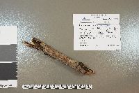 Peniophora rufa image