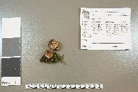 Scleroderma areolatum image
