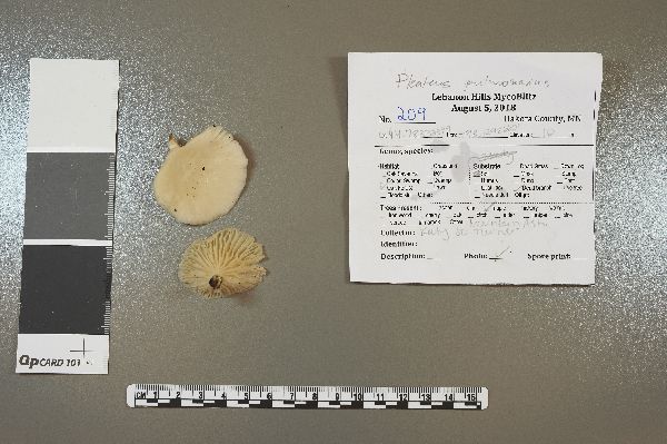 Pleurotus pulmonarius image