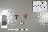 Gyroporus purpurinus image