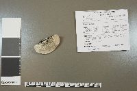Postia caesia image