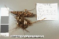 Cyathus striatus image