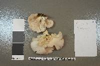 Pleurotus pulmonarius image