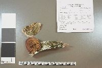 Trichaptum biforme image