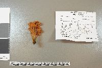 Mycena leaiana image