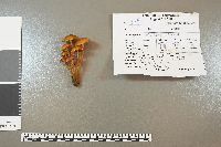 Mycena leaiana image