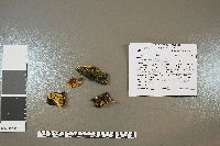 Stereum gausapatum image