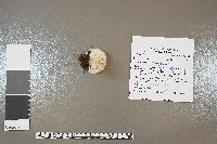 Clitocybe odora image